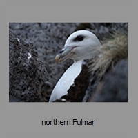 northern Fulmar